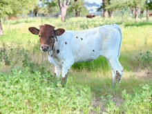 Sniper x Rainbow Roses Heifer