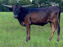 Spoke Fit x 3P Hangin Stars heifer