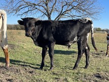 Spoke Fit x 3P Rainbow Roses Bull
