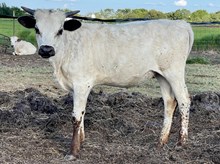 DB Iron Sniper x PF Check Your Priorities Heifer