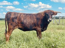 Spoke Fit x PF IHeart Candy Heifer