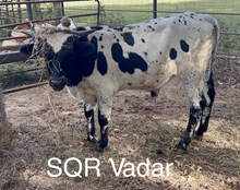Vadar